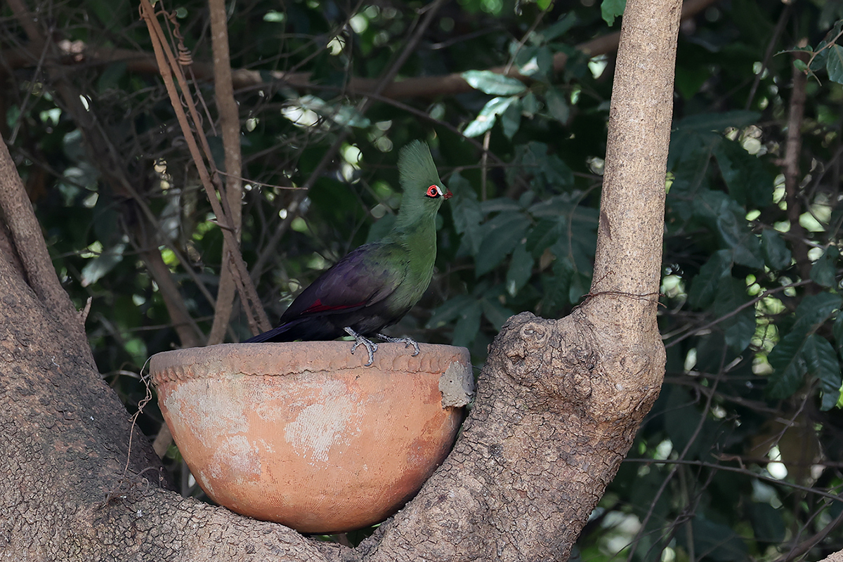 Green Turaco